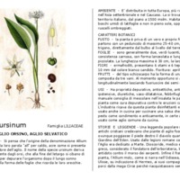 Allium_ursinum.pdf