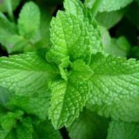 Mentha_piperita_1.jpg