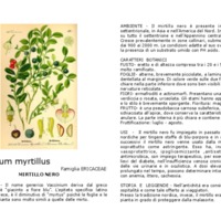 Vaccinium_myrtillus.pdf