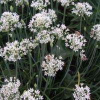 Allium_sativum_2.jpg