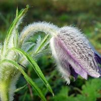 Pulsatilla_montana_2.jpg