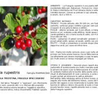 Frangula_rupestris.pdf