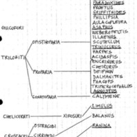 Appunti di paleontologia sistematica