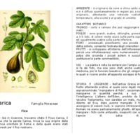Ficus_carica_.pdf