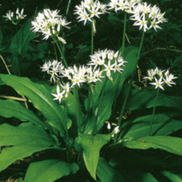 Allium_ursinum_3.jpg