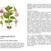 melittis_melissophyllum.pdf