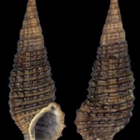 Cerithium_coralium.jpg