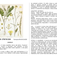 Brassica_oleracea.pdf