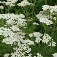 Achillea_millefolium.jpg