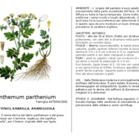 Chrysanthemum_parthenium.pdf