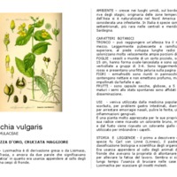 Lysimachia_vulgaris.pdf