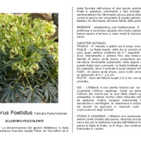 Helleborus_foetidus.pdf.pdf