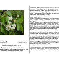 Prunus_mahaleb.pdf