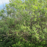 salix_cinerea2.jpg