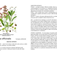 Salvia_officinalis.pdf