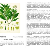 Laurus_nobilis.pdf