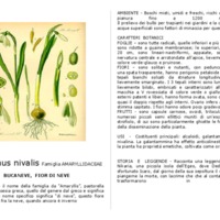 Galanthus_nivalis.pdf