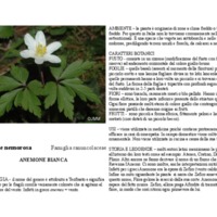 Anemone_nemorosa.pdf