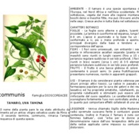 Tamus_communis.pdf