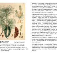 Pinus_pinaster.pdf