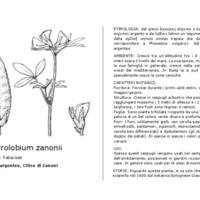 Argyrolobium_zanonii.pdf