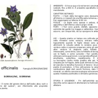 Borago_officinalis.pdf