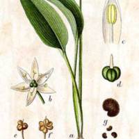Allium_ursinum_2.jpg