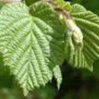 Corylus_avellana_2.jpg