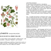 Malva_sylvestris.pdf