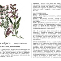 Thymus_vulgaris.pdf