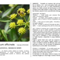 Levisticum_officinale.pdf