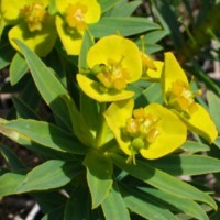 Euphorbia_dendroides.1.jpg