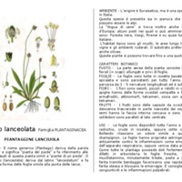 Plantago_lanceolata.pdf