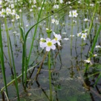 waterviolet1.gif