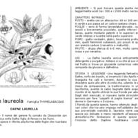 Laurus_nobilis.pdf