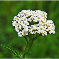 achillea_millefoglie_1.JPG