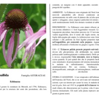 Echinacea_pallida.pdf
