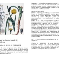 Tragopogon_tommasinii.pdf