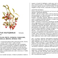 Euonymus_europeaus.pdf