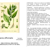 Parietaria_officinalis.pdf