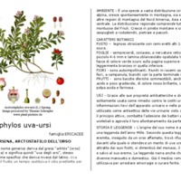 Arctostaphylos_uva-ursi.pdf
