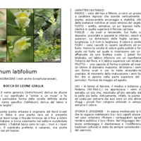 Antirrhinum_latifolium.pdf