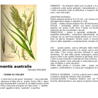 phragmites_australis.pdf