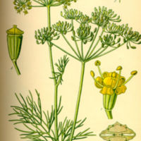 Anethum_graveolens_1.jpg