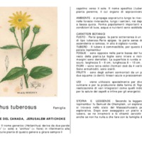 Helianthus_tuberosus.pdf