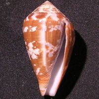 Conus_guinaicus_3.jpg