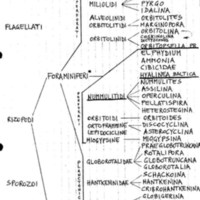 Protozoi