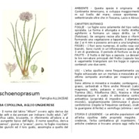 Allium_schoenoprasum.pdf