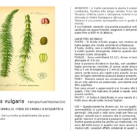 Hippurus_vulgaris.pdf