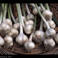 Allium_sativum_3.jpg